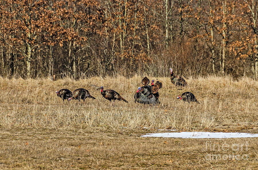 Rafter of Wild Turkeys by Sue Smith Rafter of Wild Turkeys by Sue Smith