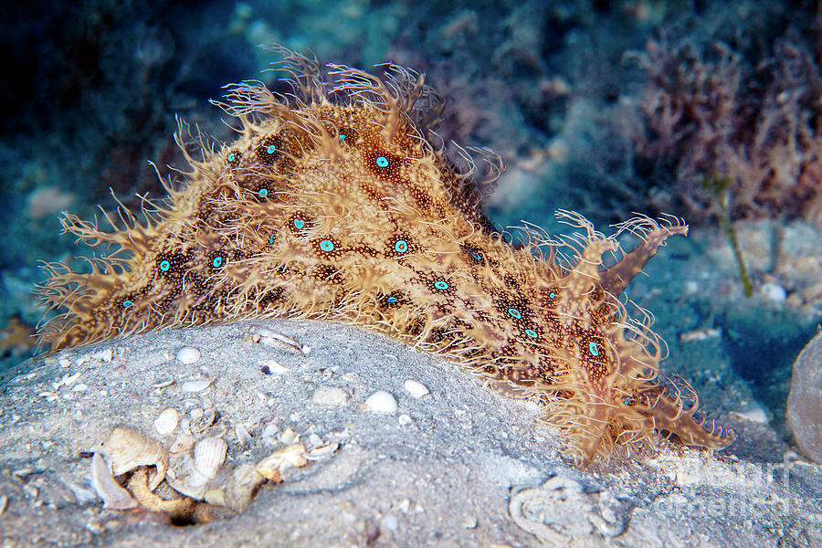 Ragged Sea Hare Photograph by Alexander Semenov/science Photo Library