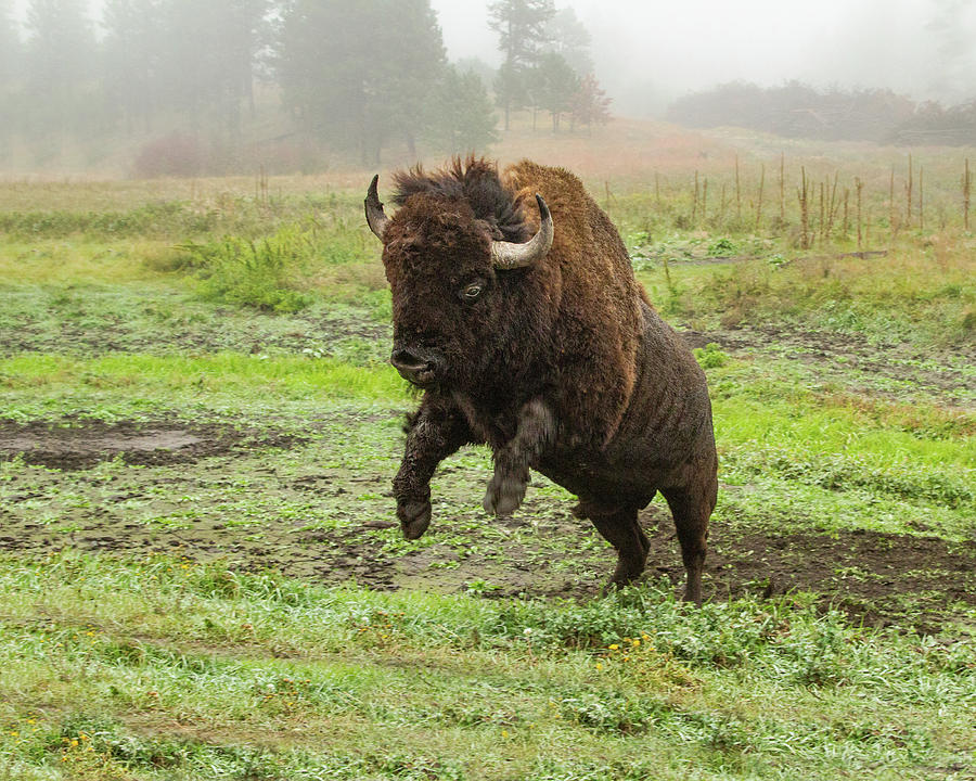 Raging Bull Photograph by Lois Lake