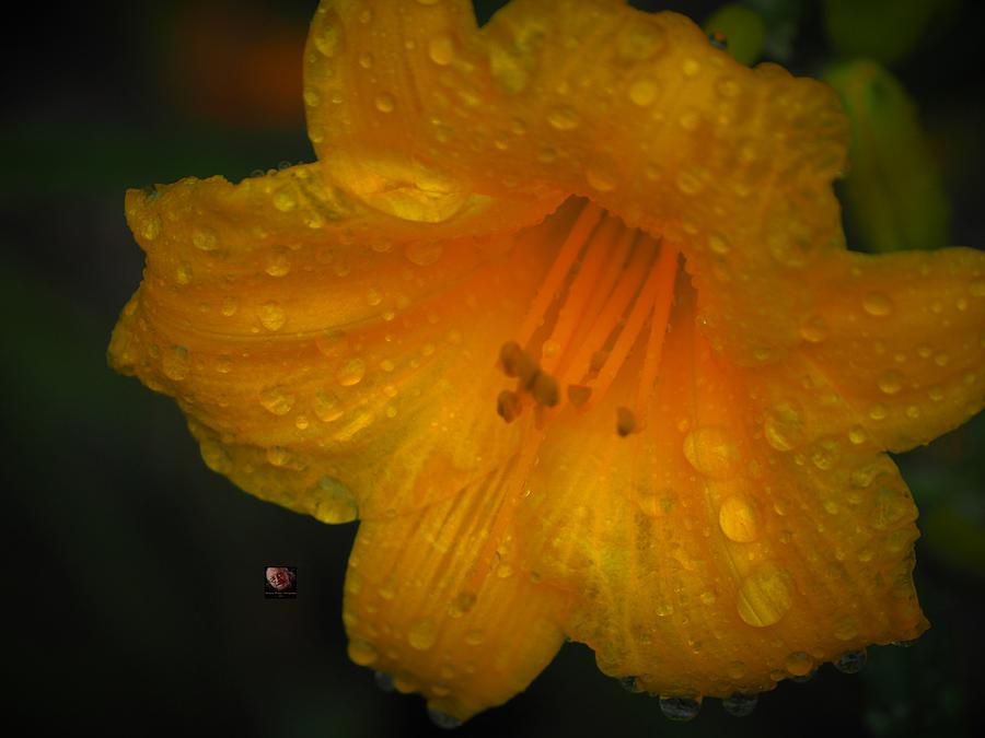 Rain and Day Lily Photograph by Richard Thomas