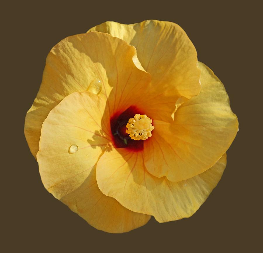 Yellow Flower Photograph - Rain and Shine by Charles Stuart