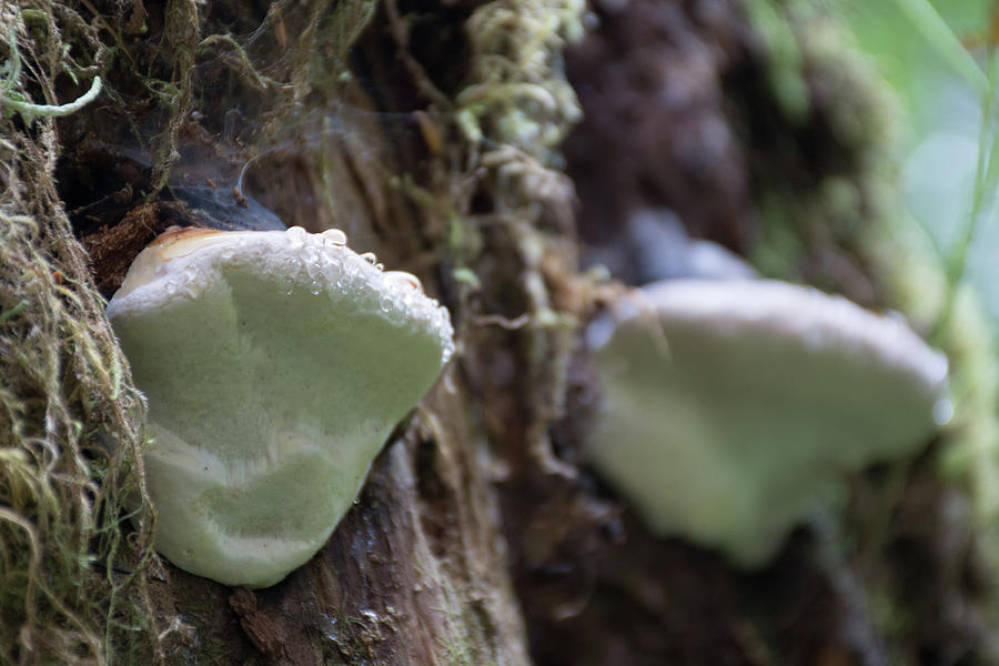 Rain-Beaded Mushrooms in the Hoh Rain Forest Closeup Photograph by Bruce Gourley