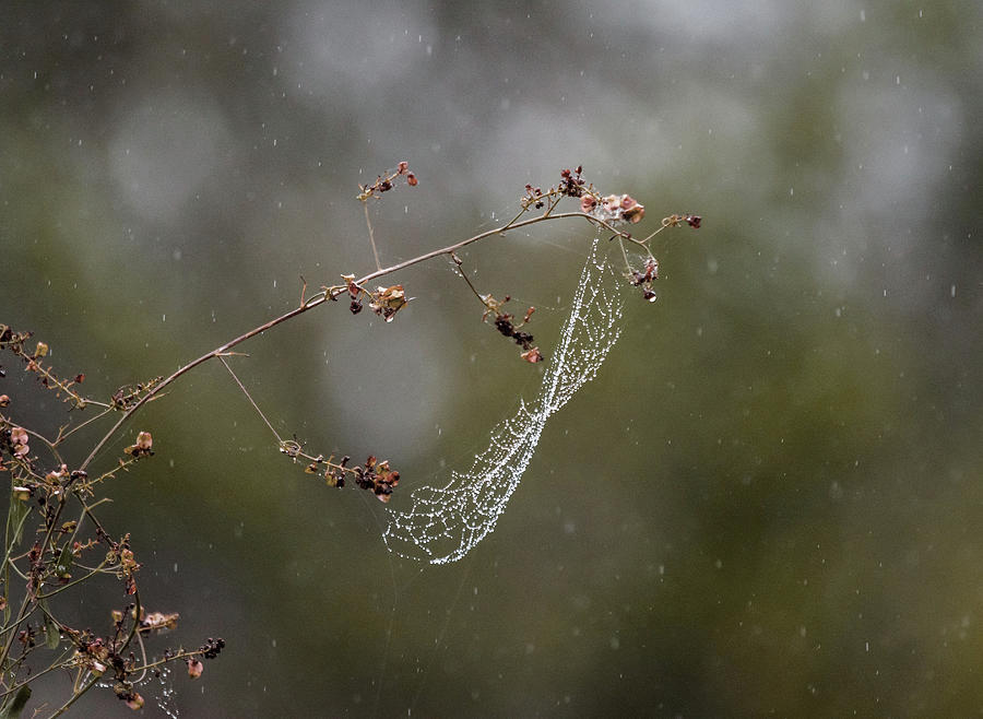 Rain Catcher Photograph by Debra Martz
