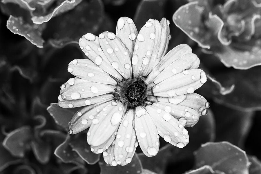 Rain Daisy Photograph by Tanya C Smith