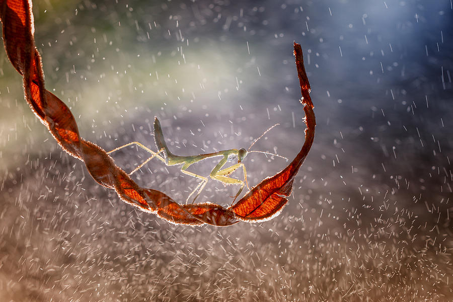 Insects Photograph - Rain Day by Hendy Mp