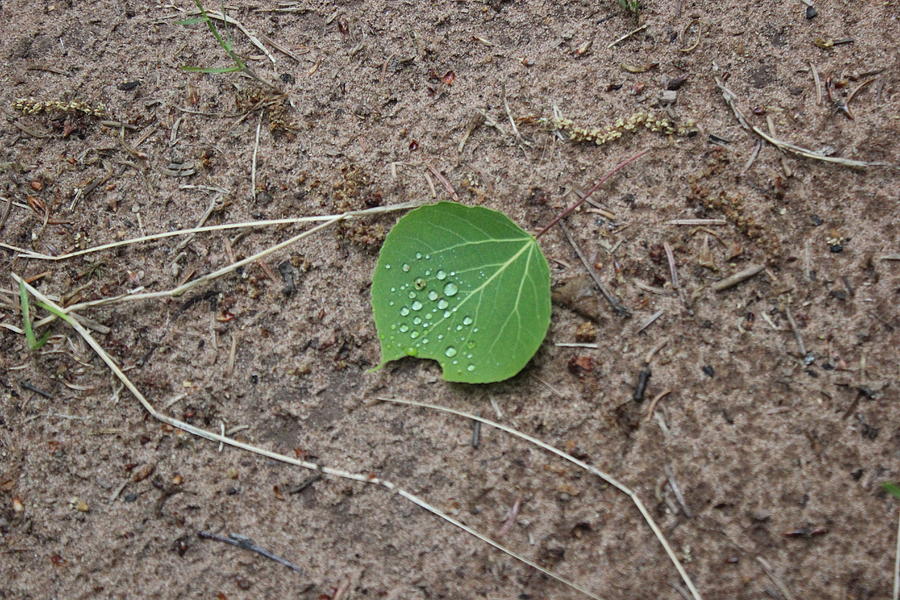 Rain Drop Leaf Photograph