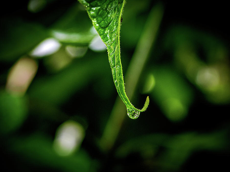 Rain Drop Photograph by Luis Vasconcelos