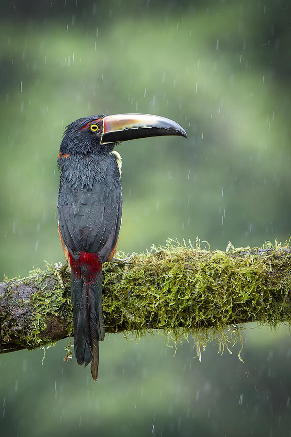 Toucan Photograph - Rain Drops .... by Renee Doyle