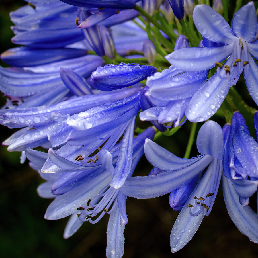 Rain Drops on Blue Flower II Photograph by Jeff Phillippi