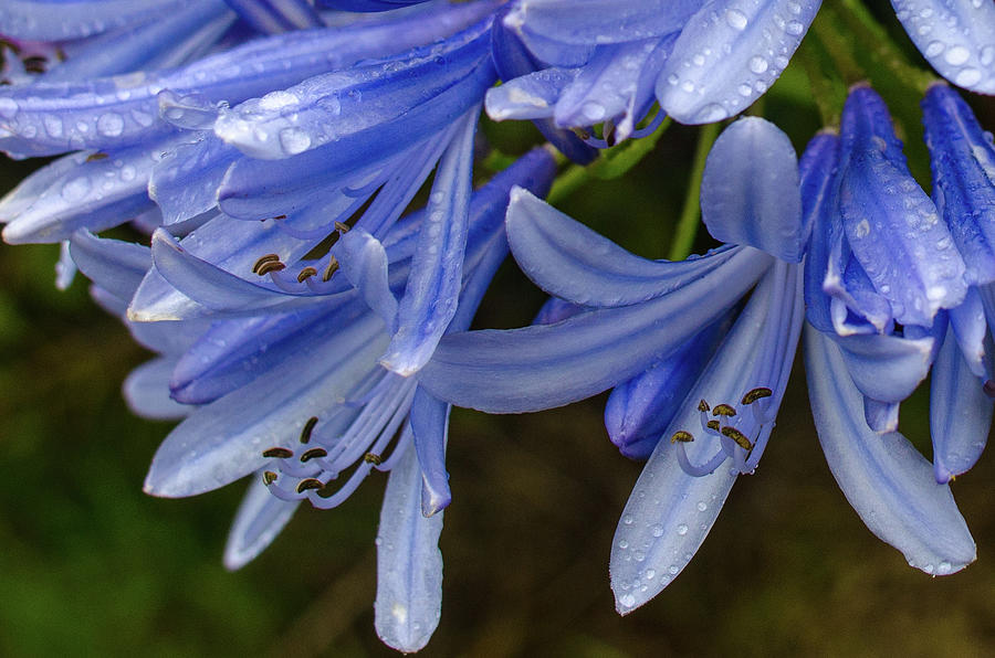 Rain Drops on Blue Flower Photograph by Jeff Phillippi