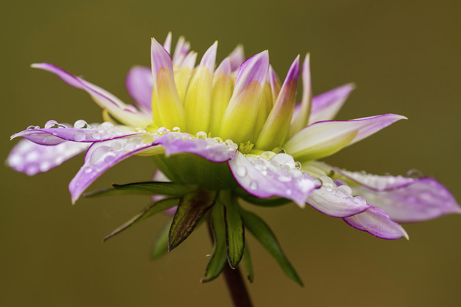 Rain Drops on Dahlia by Robert Potts Rain Drops on Dahlia by Robert Potts