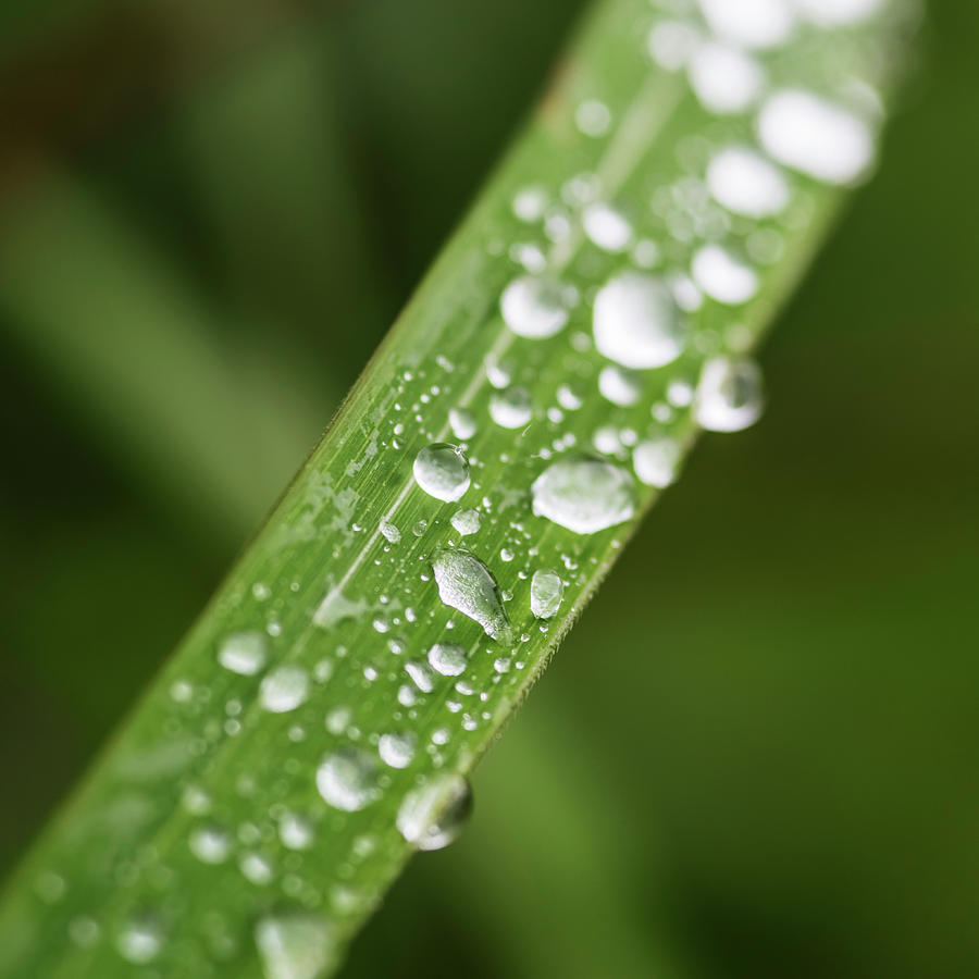 Rain drops on grass Photograph by Vishwanath Bhat - Fine Art America