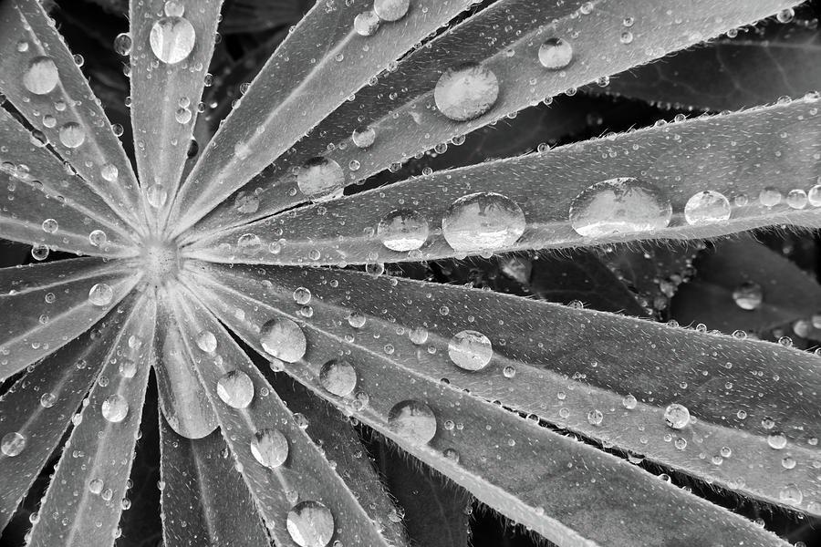 Closeup Photograph - Rain Drops On Lupin by David Patton Closeup Photograph - Rain Drops On Lupin by David Patton