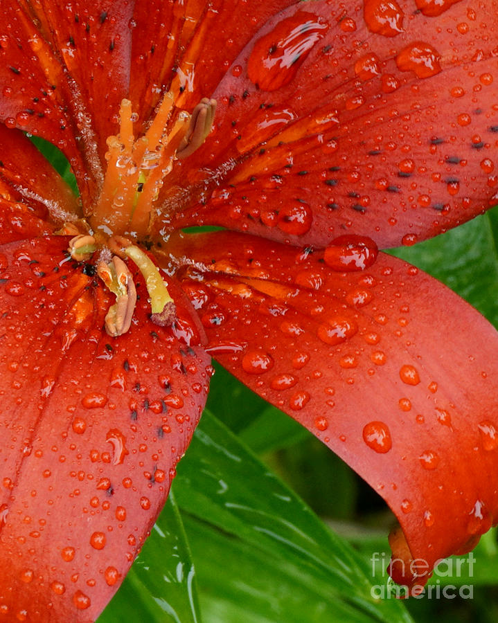 Rain Drops On Red Photograph by Kathy M Krause