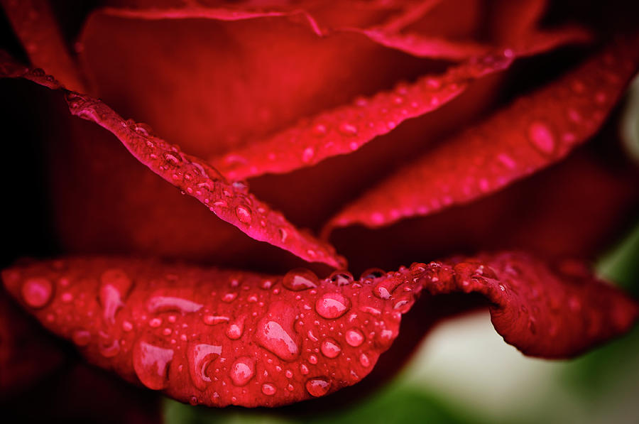 Rain Drops On Rose Petal Photograph by Ogphoto