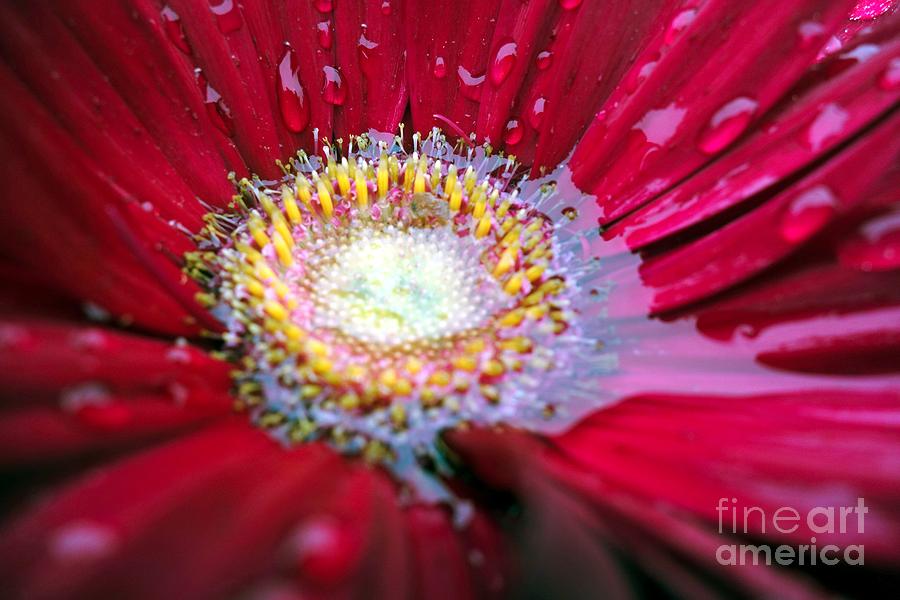 Daisy Photograph - Rain Filled Daisy  by Susan Carella