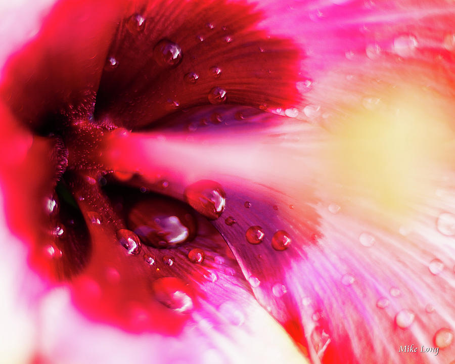 Rain Flower Photograph by Mike Long