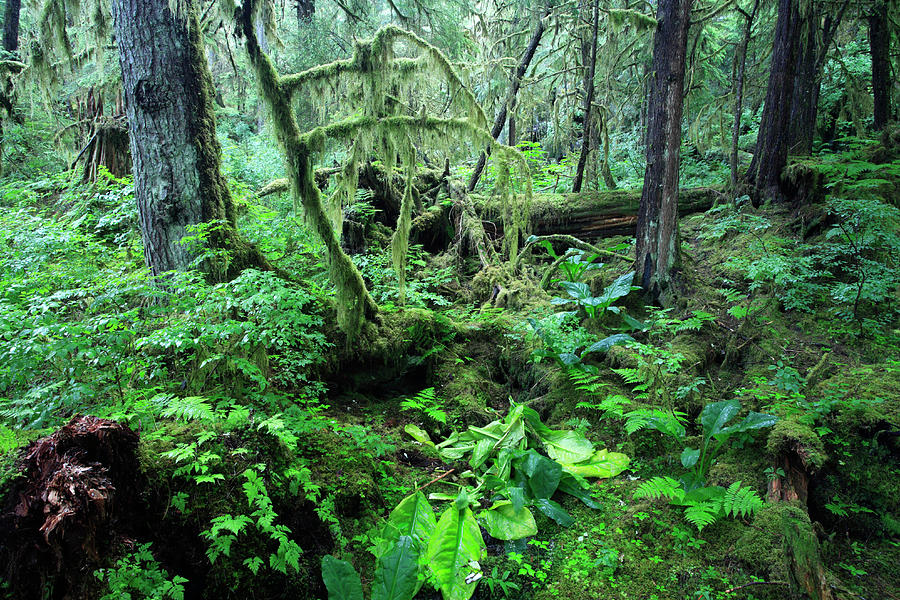 Rain Forest, Anan Creek, Alaska Digital Art by Bernd Rommelt