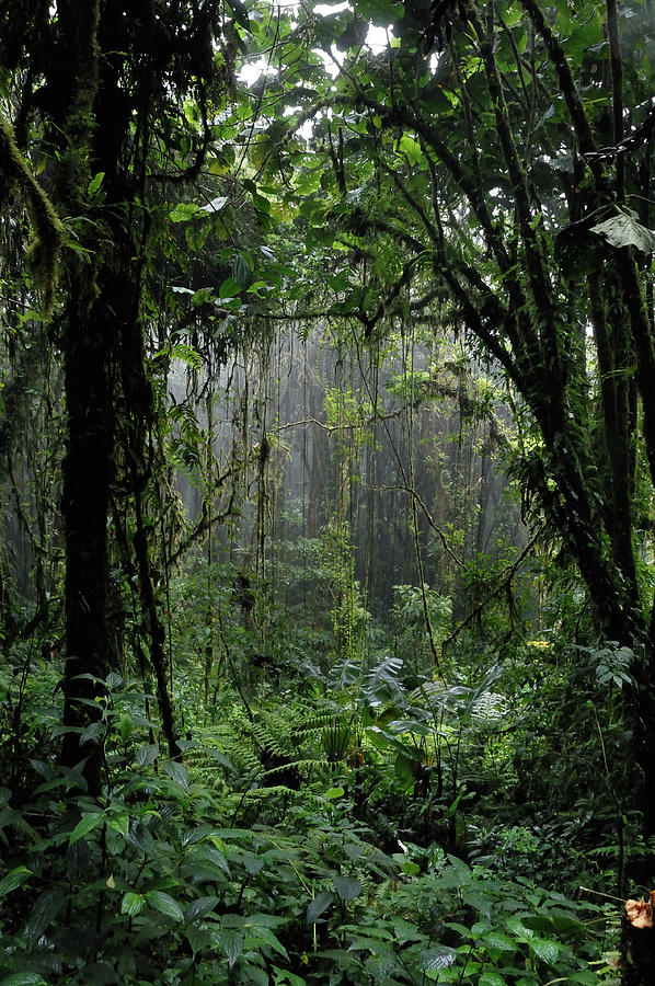 Rain Forest Photograph by Pacoromero