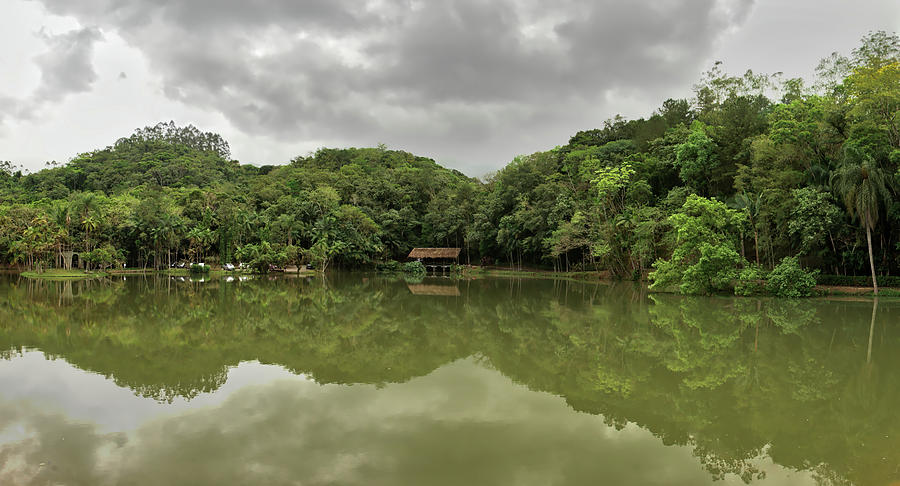Rain Forest Reflection Photograph