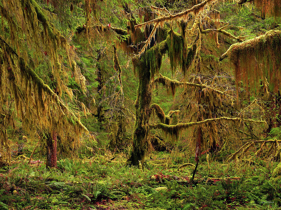 Rain Forest Texture Photograph by Leland D Howard