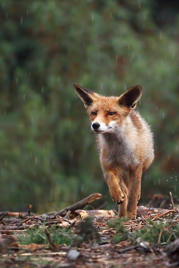 Rain Fox Photograph by Nicolás Merino - Fine Art America