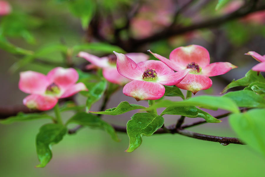 Rain kissed dogwood blossoms Photograph by Jack Clutter