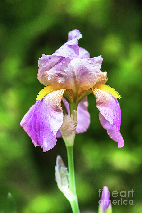 Rain Kissed Iris Photograph by Lisa Lemmons-Powers