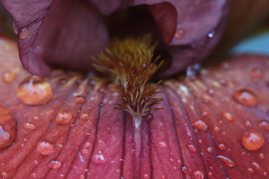 Rain Kissed Rusty Red Iris Petal by TJ Fox Rain Kissed Rusty Red Iris Petal by TJ Fox
