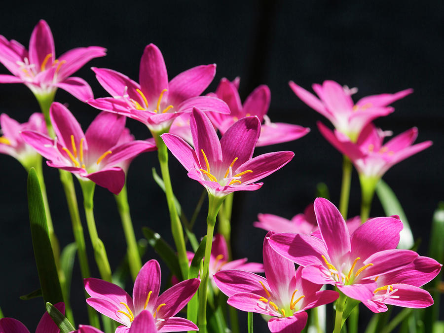 Rain Lily Photograph By Andrey Gk - Fine Art America