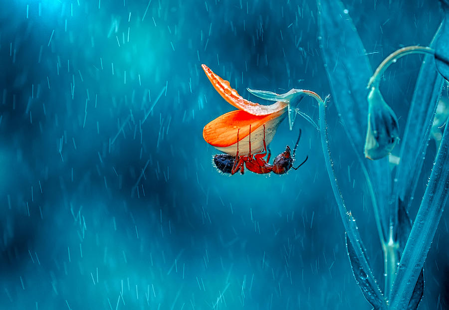 Ant Photograph - Rain by Mustafa ztrk