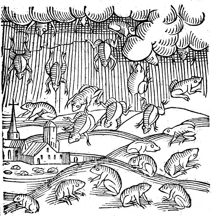 Rain Of Frogs Recorded In 1355 1557 Drawing by Print Collector
