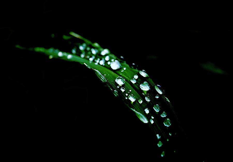 Rain On A Green Leaf In Black  Photograph by Alida M Haslett