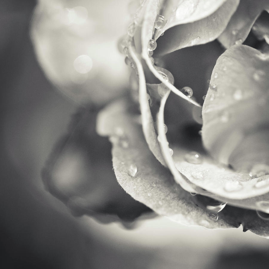 Rain On A Rose Photograph by Kirstin Mckee