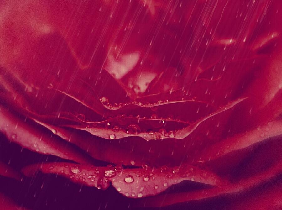 Rose Photograph - Rain on a Sweet Summers Rose by The Art Of Marilyn Ridoutt-Greene