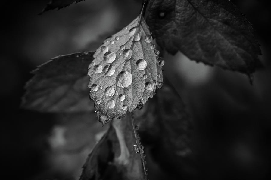Rain on December Leaves BW Photograph by Glenn DiPaola