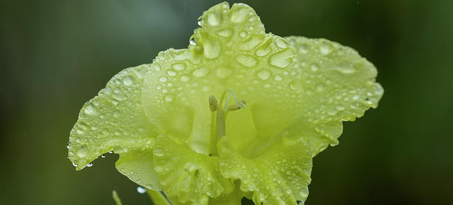 Rain on Gladiolus by Robert Potts Rain on Gladiolus by Robert Potts