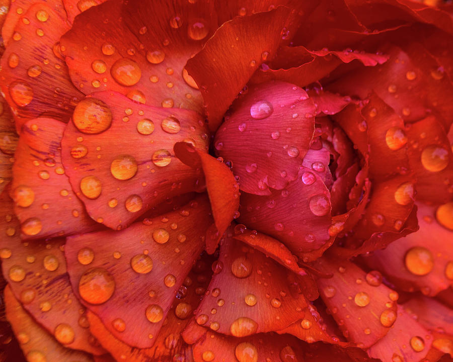 Coral Photograph - Rain On Ranunculus by Susan Callaway Coral Photograph - Rain On Ranunculus by Susan Callaway