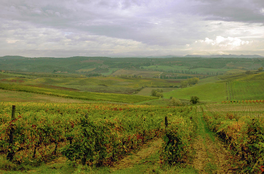 Rain on the Vineyards, Tuscany Photograph by Mark Duehmig
