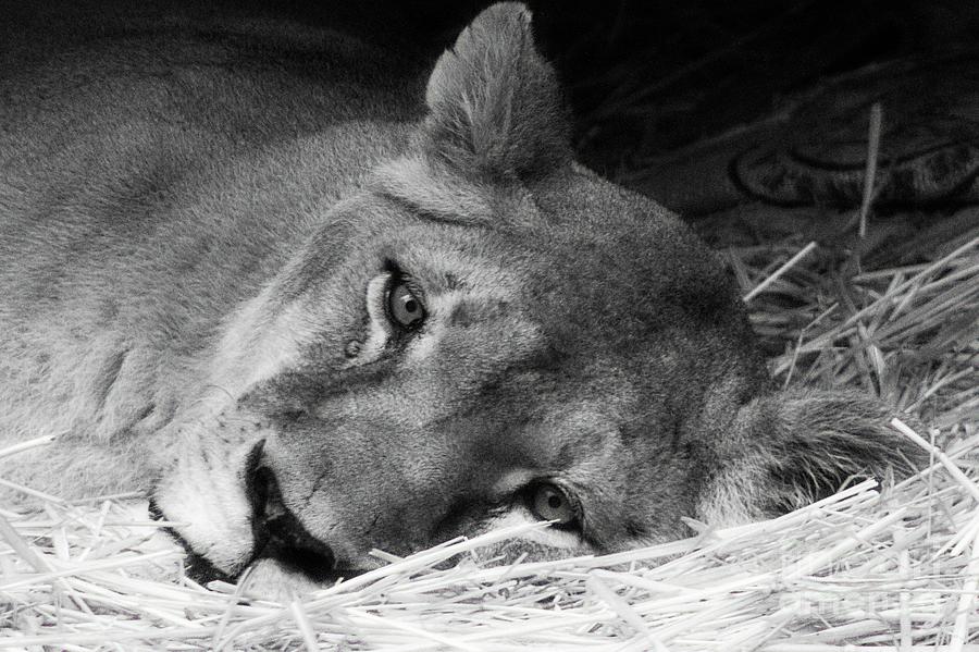 Rain Rain Go Away - Lioness On A Rainy Day by Carolyn Parker Rain Rain Go Away - Lioness On A Rainy Day by Carolyn Parker