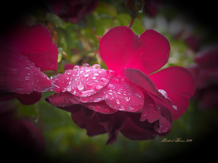 Rain Red Rose Photograph by Richard Thomas
