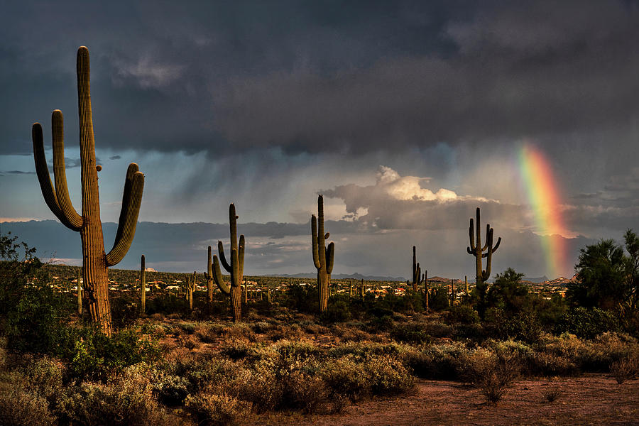 Rainbow Amongst The Saguaro  Photograph by Saija Lehtonen