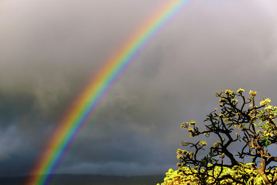 Rainbow and Plumeria Photograph by John Bauer