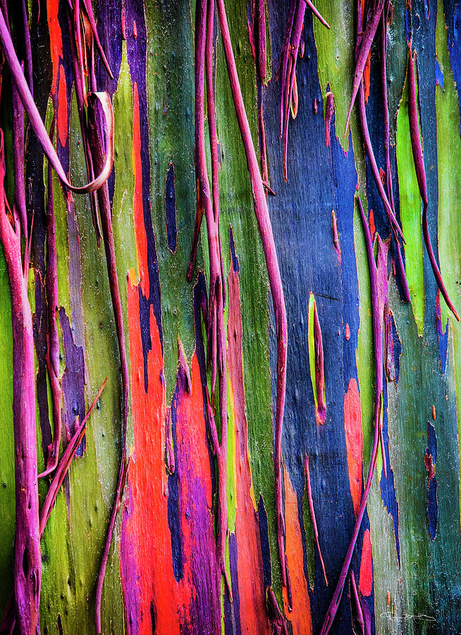 Rainbow Bark Tree by Dan Barba