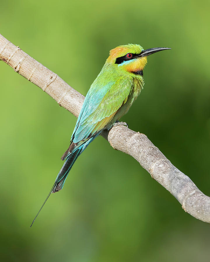 Rainbow Bee-eater Photograph by David A Willett