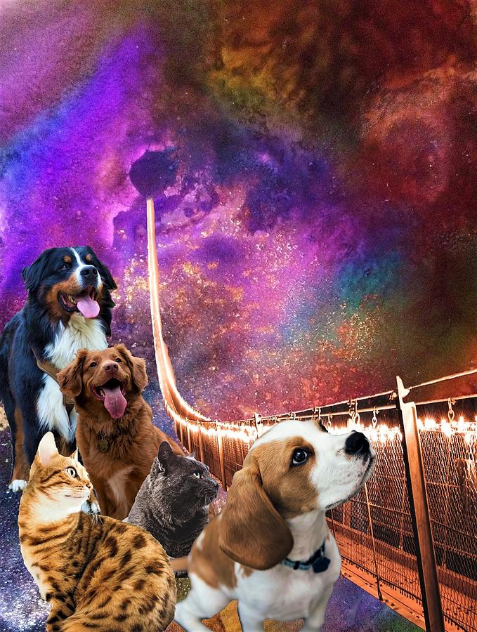 Rainbow Bridge - Cats and Dogs Mixed Media by Mary Poliquin - Policain Creations