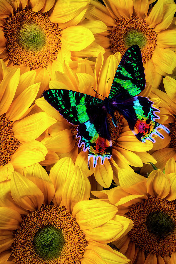 Rainbow Butterfly Photograph by Garry Gay