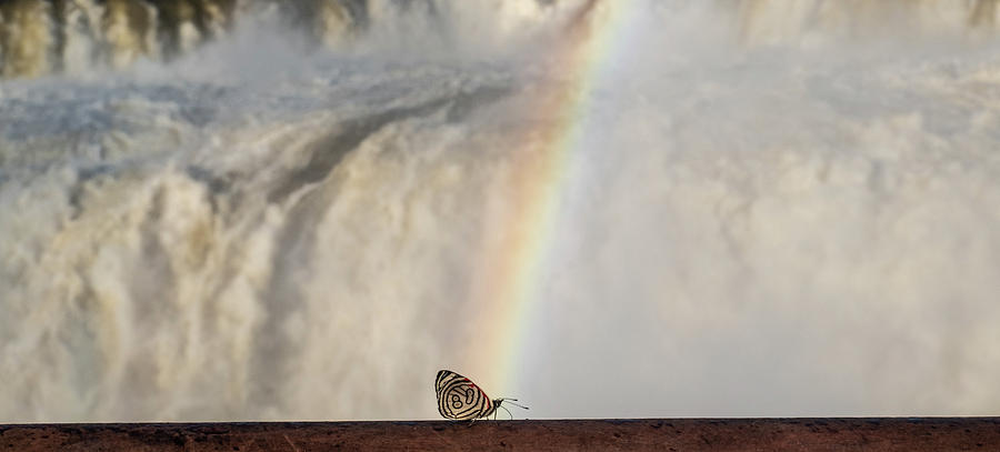 Rainbow Butterfly Photograph by Mark Hunter