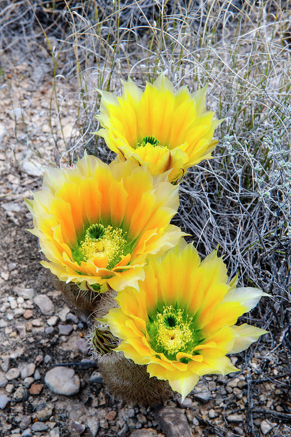 Flower Photograph - Rainbow Cactus by Michael Blanchette Photography