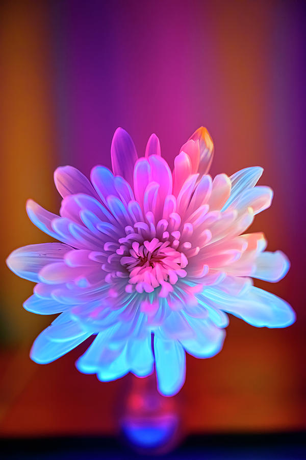 Rainbow Chrysanthemum - No. 3 Photograph by Jason Giorgetti - Fine Art ...